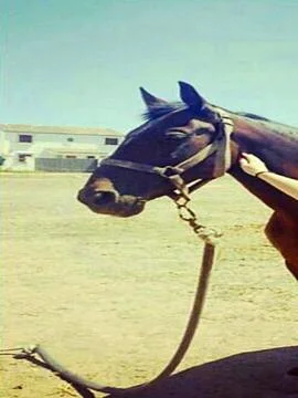 Horse Stock Photos