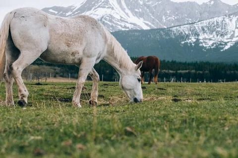 HORSE Photos