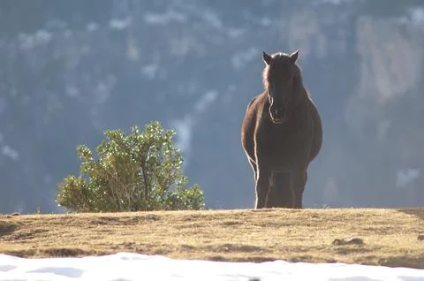 Horse. Stock Photos