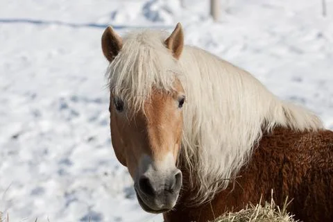 Horse Foto stock