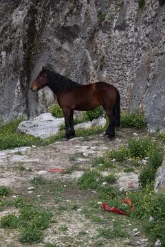 Horse Stock Photos