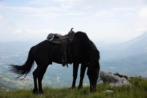Horse Stock Photos