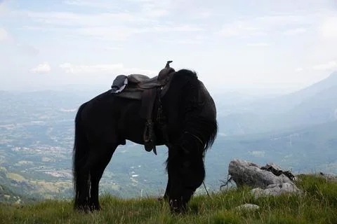 Horse Stock Photos