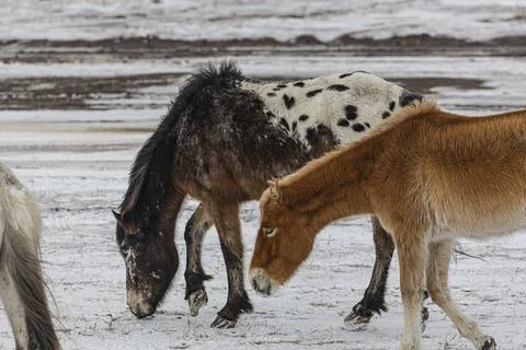 Horse Stock Photos