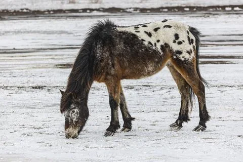 Horse Stock Photos