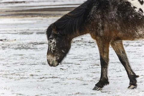 Horse Stock Photos