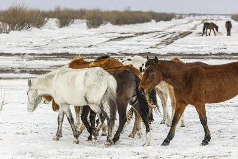 Horse Stock Photos