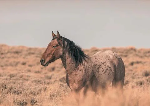 Horse Stock Photos