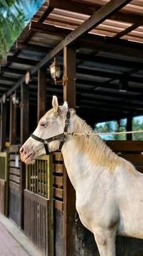 Horse Stock Photos