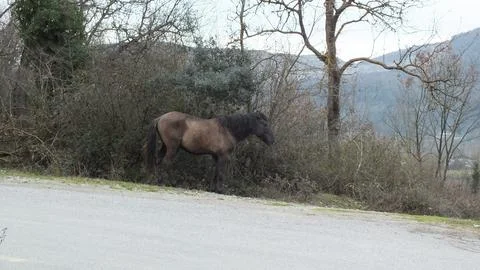 Horse 스톡 사진