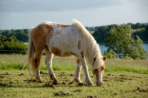 Horse Stock Photos