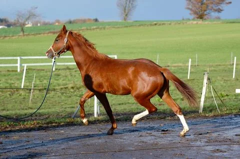 Horse Stock Photos