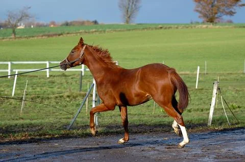 Horse Stock Photos
