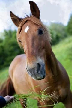 Horse Stock Photos