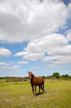 Horse Stock Photos