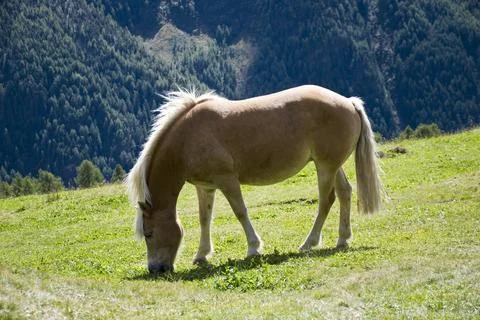 The horse. Stock Photos