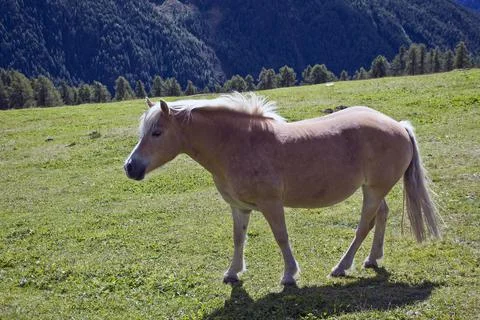 The horse. Stock Photos