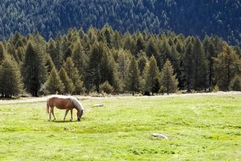 The horse. Stock Photos
