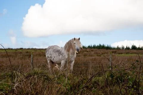 Horse Stock Photos