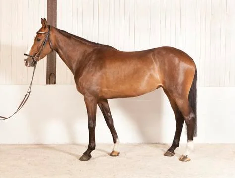 Horse physique Stock Photos
