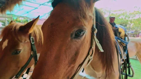 A horse with pitiful eyes Stock Footage 259048025