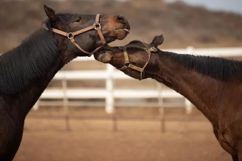 Horse Play Stock Photos