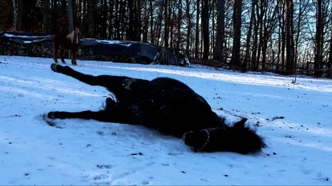 Horse playing in the snow Stock Footage 101485569
