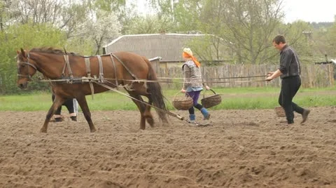 Horse Plug and man Stock-Footage 11286348
