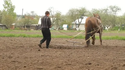 Horse Plug and man Video stock 11286353