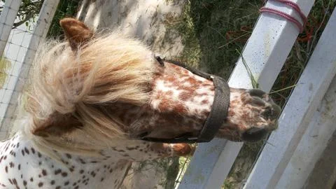 Horse  point 库存照片