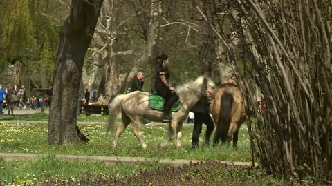 Horse pony Stock Footage 88245581