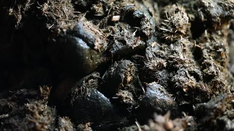 Horse Poo Stock Footage 324502924