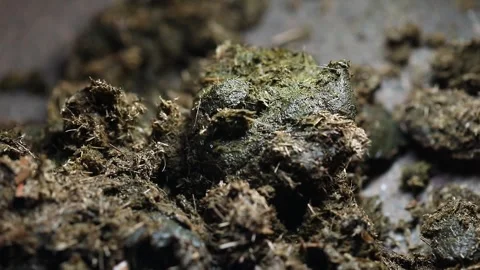 Horse Poo 스톡 동영상 324502999