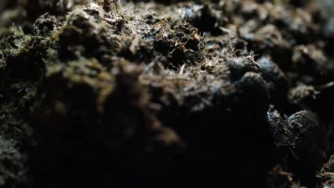 Horse Poo Stock Footage 324503020