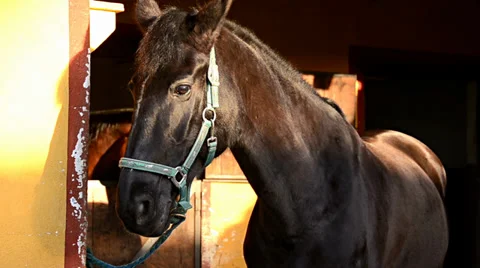 Horse portrait Video stock 33527023