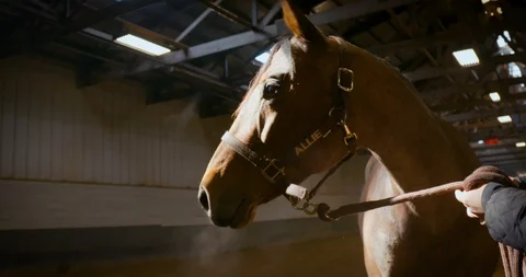 Horse Portrait Stock Footage 116671595