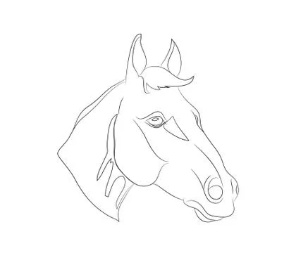 Horse portrait, lines, vector Stock Illustration
