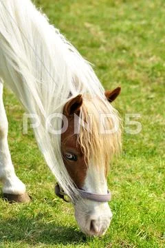 Horse portrait Stock Photos