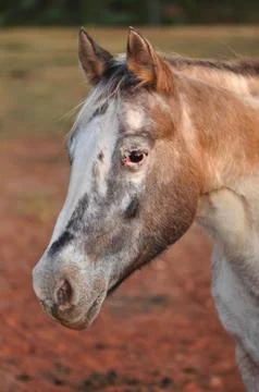Horse portrait Stock Photos