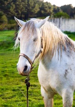 Horse portrait Stock Photos