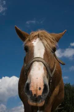 Horse portrait Stock Photos