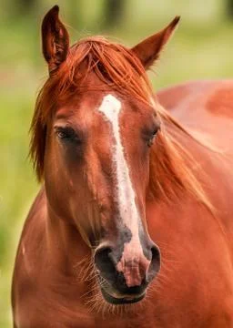 Horse portrait Stock Photos
