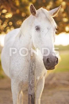 Horse portrait Stock Photos