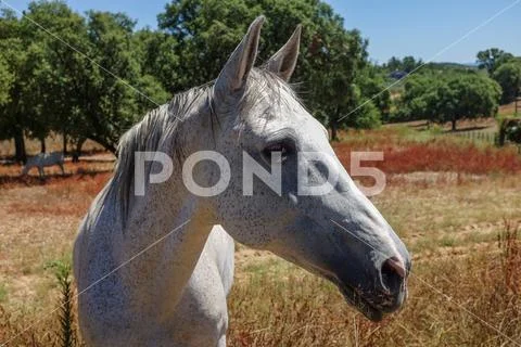 Horse Portrait Stock Photos