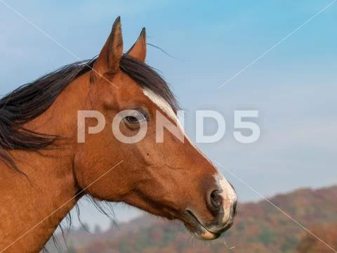 Horse portrait Stock Photos