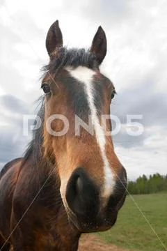 A horse portrait Stock Photos