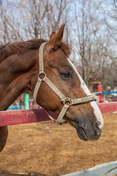 Horse portrait in spring in the paddock Stock Photos