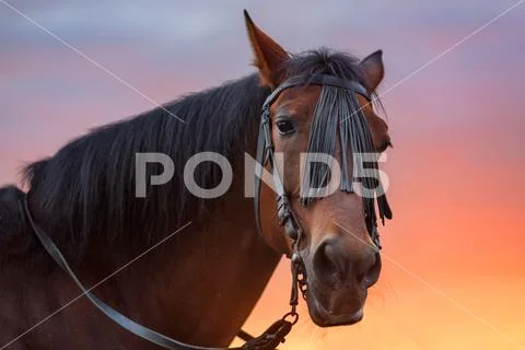 Horse portrait at sunset Stock Photos