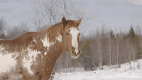 Horse posing in the winter field Stock Footage 88377876