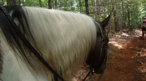 Horse POV Stock Footage 857716